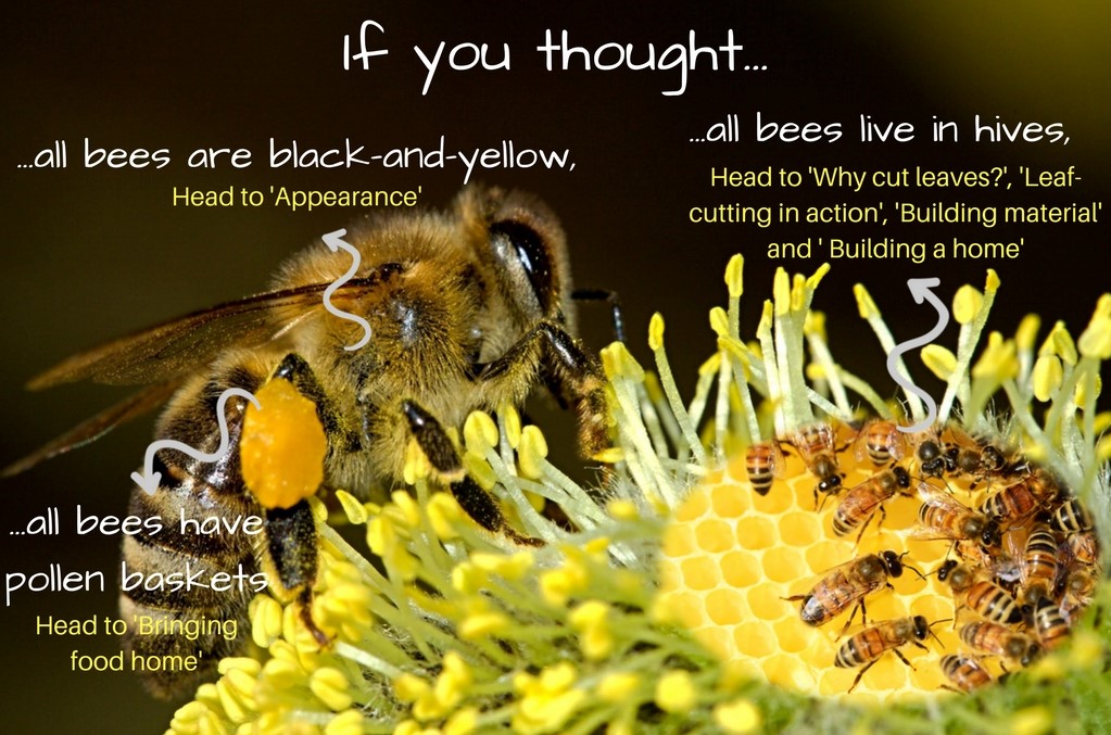intro bee apis mellifera.jpg