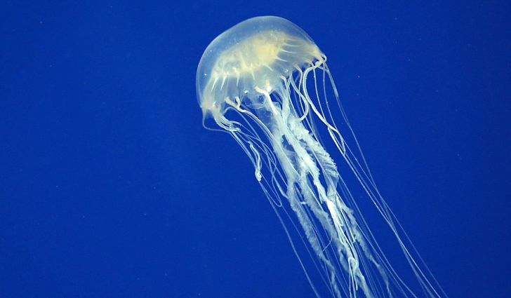 jellyfish1.jpg