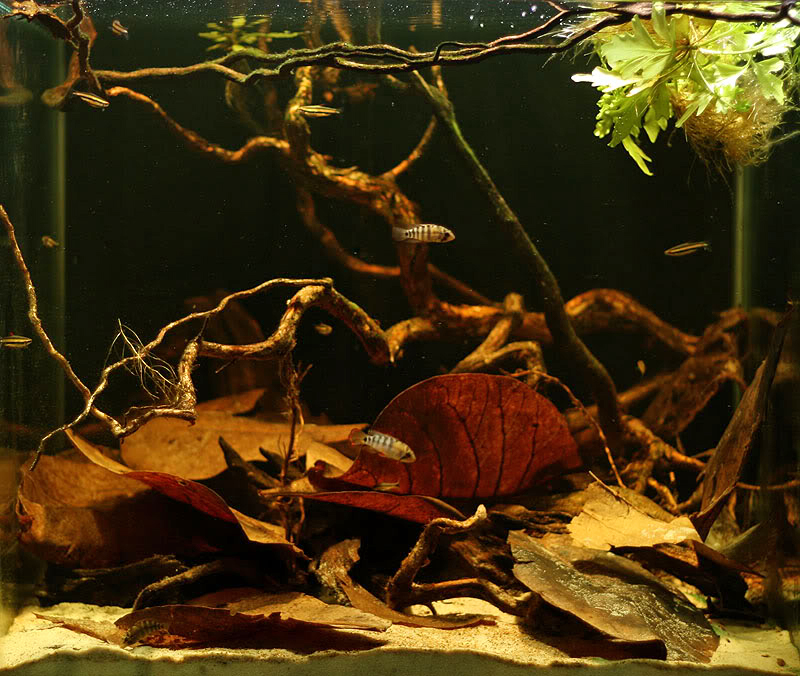 ketapang leaves fish tank.jpg