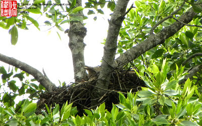 ketupu nest Buffy Fish Owl DSCN4077.jpg