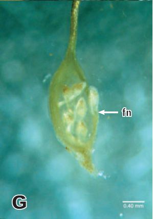 ko (2003) - dissected female flowers, showing ovules.JPG