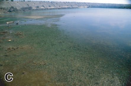 ko (2003) - halophila beccarii meadow in abandoned salt farm.JPG