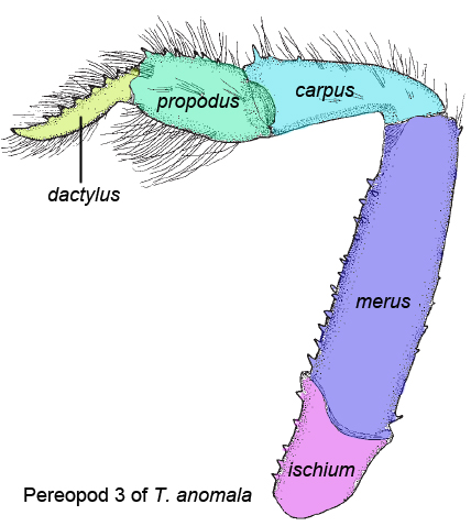 labelled_pereopod3.jpg