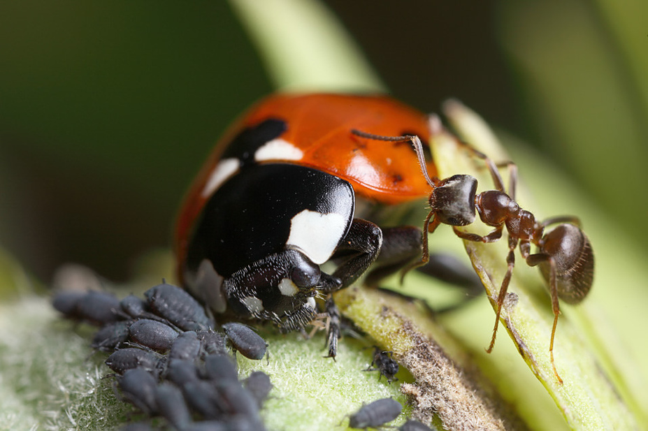 ladybird and ant.png