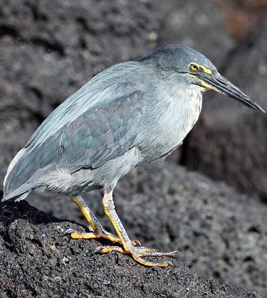 lava heron use.jpg