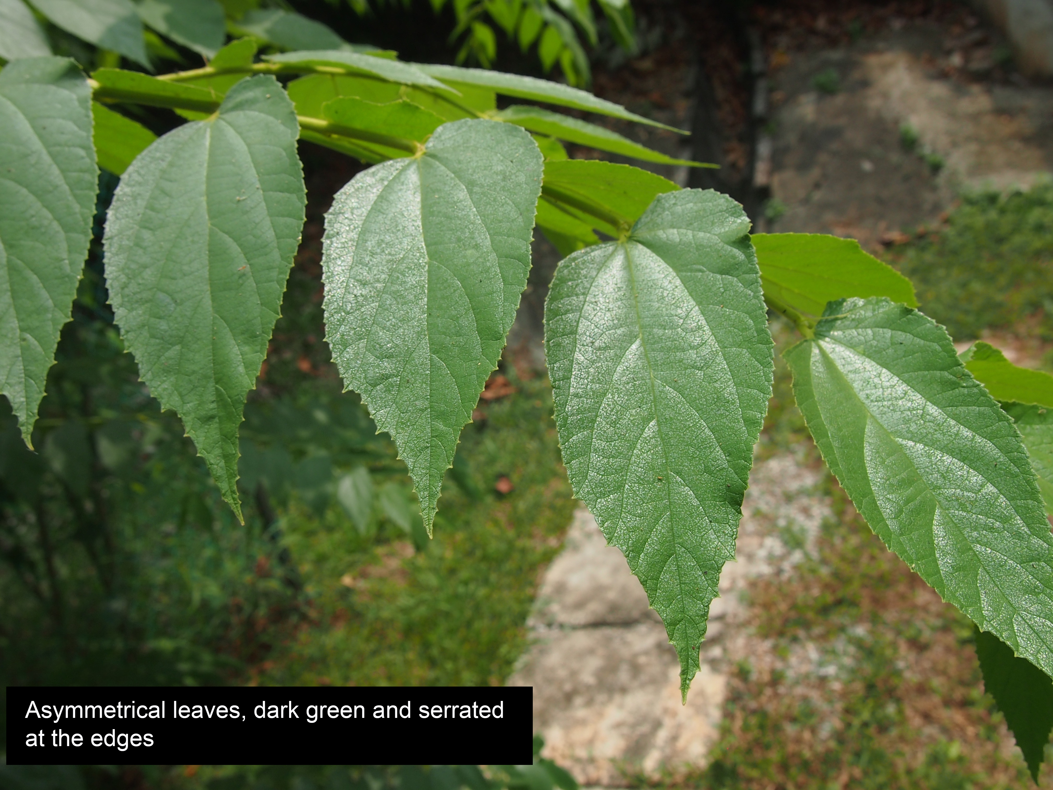 leaf1.jpg