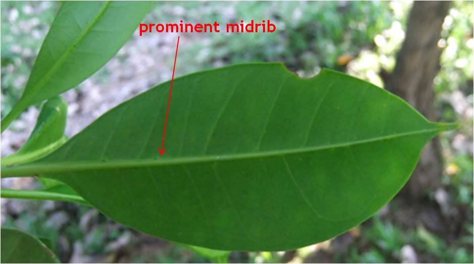 leaf2a.jpg