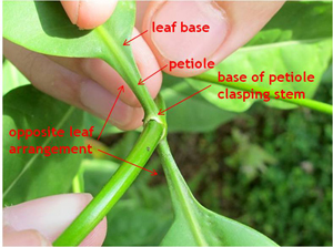 leaf3a.jpg