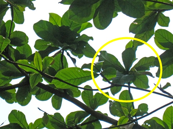 leaves cluster_circled.jpg