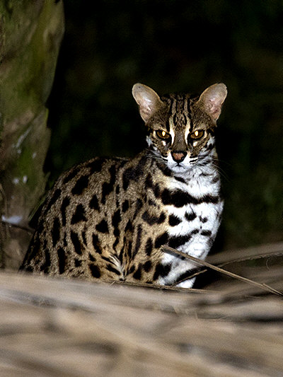 leopard-cat_7916 NICK BAKER nocturnal.jpg