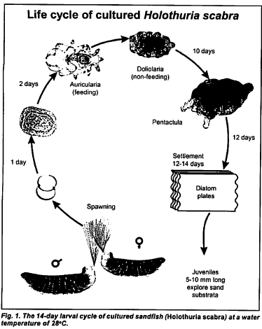 life cycle holothuria.png