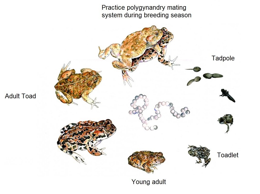 life cycle of toad2.jpg