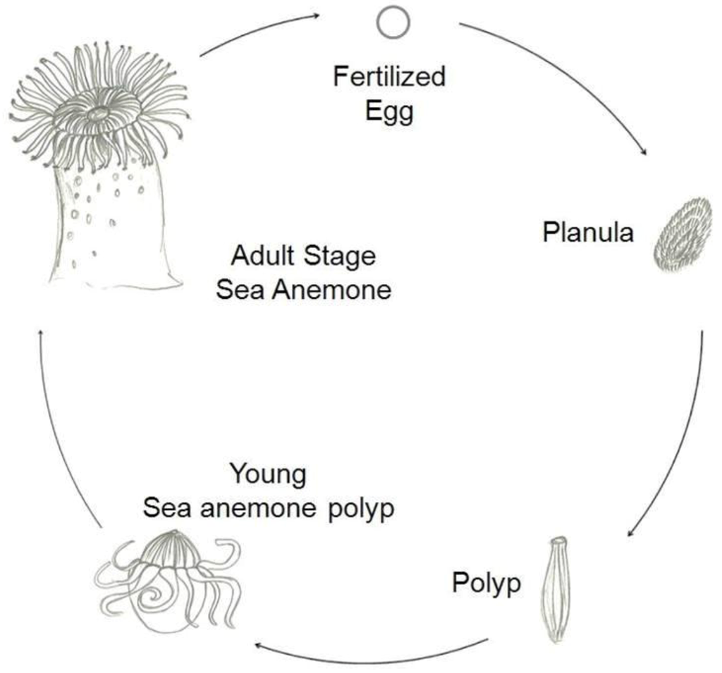 lifecycle_anthozoa.png