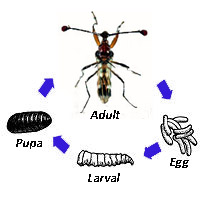 lifecycyle.jpg lifecycyle.jpg