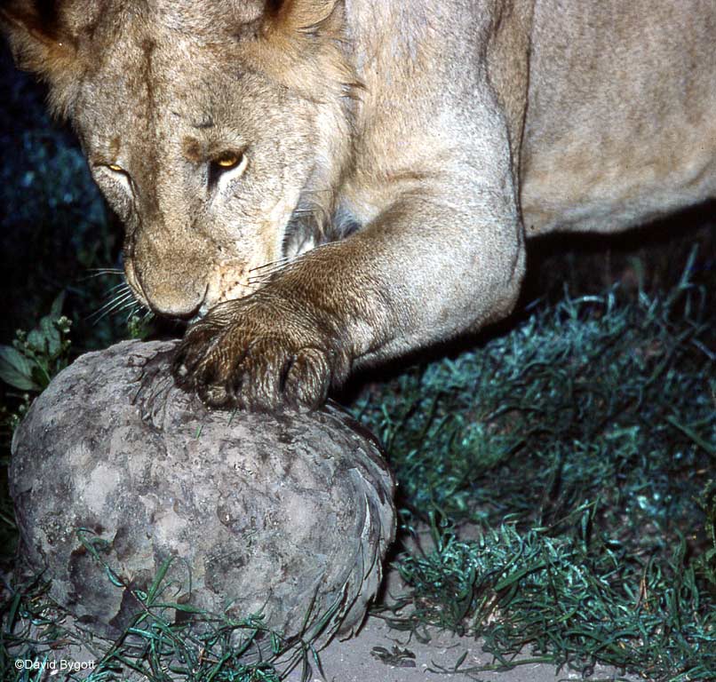 lioness and pangolin by david bygott via flickr.jpg