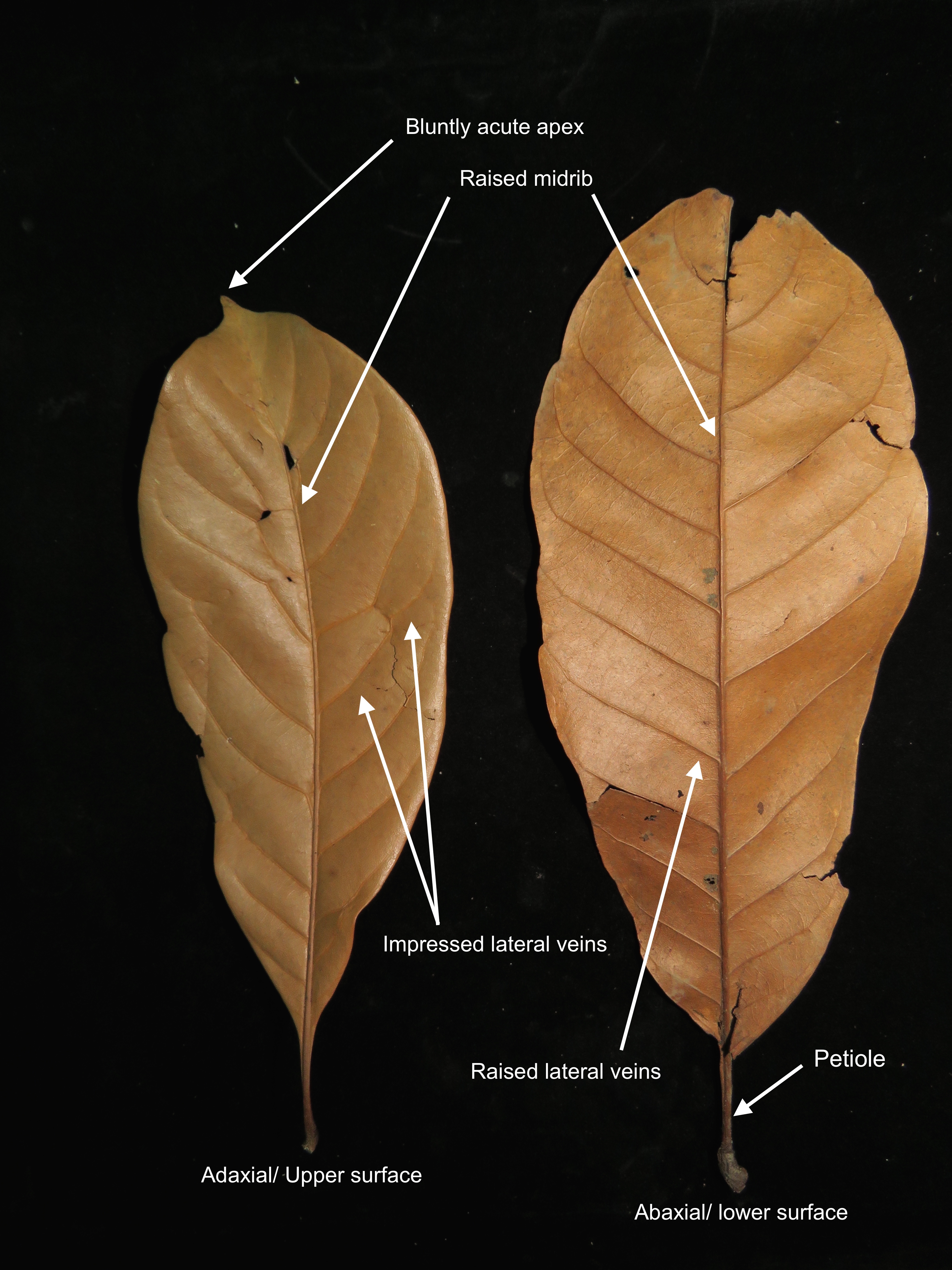 lithocarpus-elegans_35843849191_o.jpg