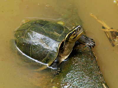 malayan-box-terrapin_9976.jpg