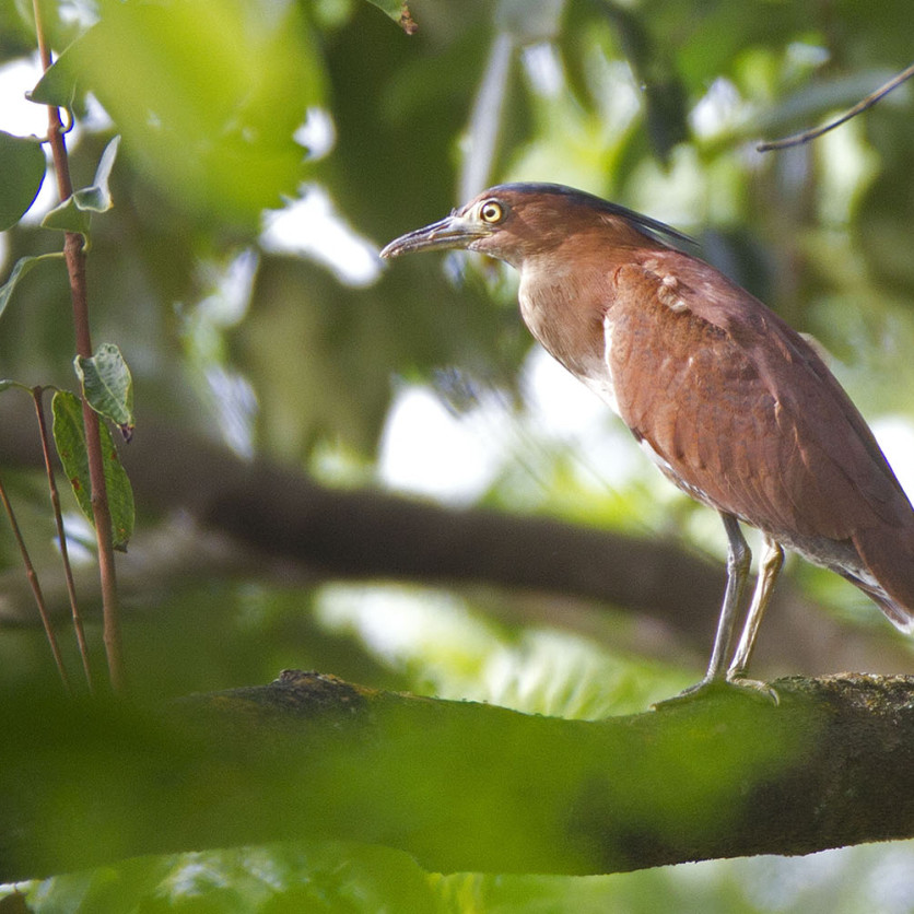 malaysian-night-heron_alanng.jpg