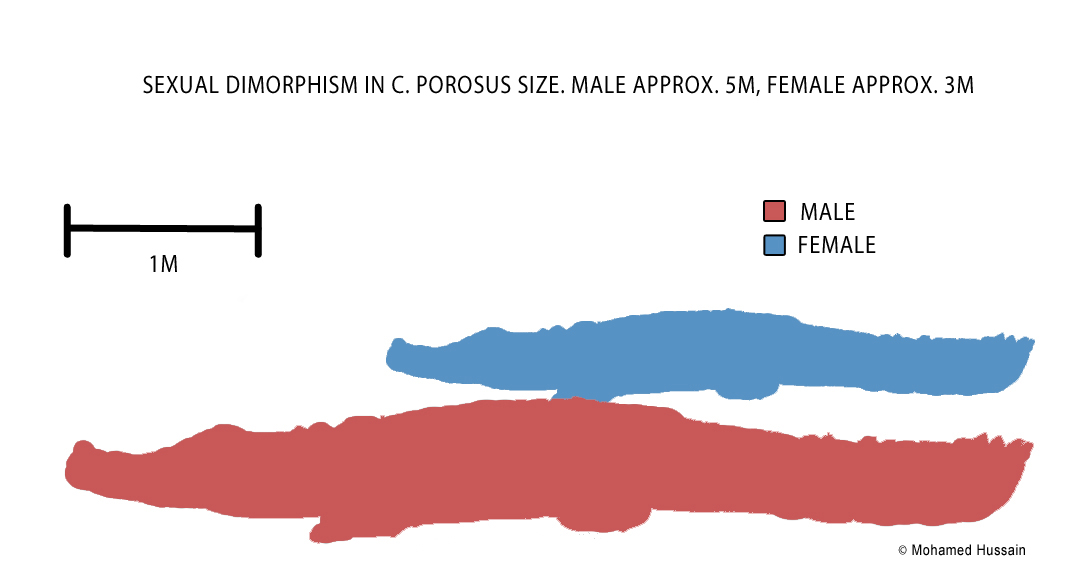male female size.jpg