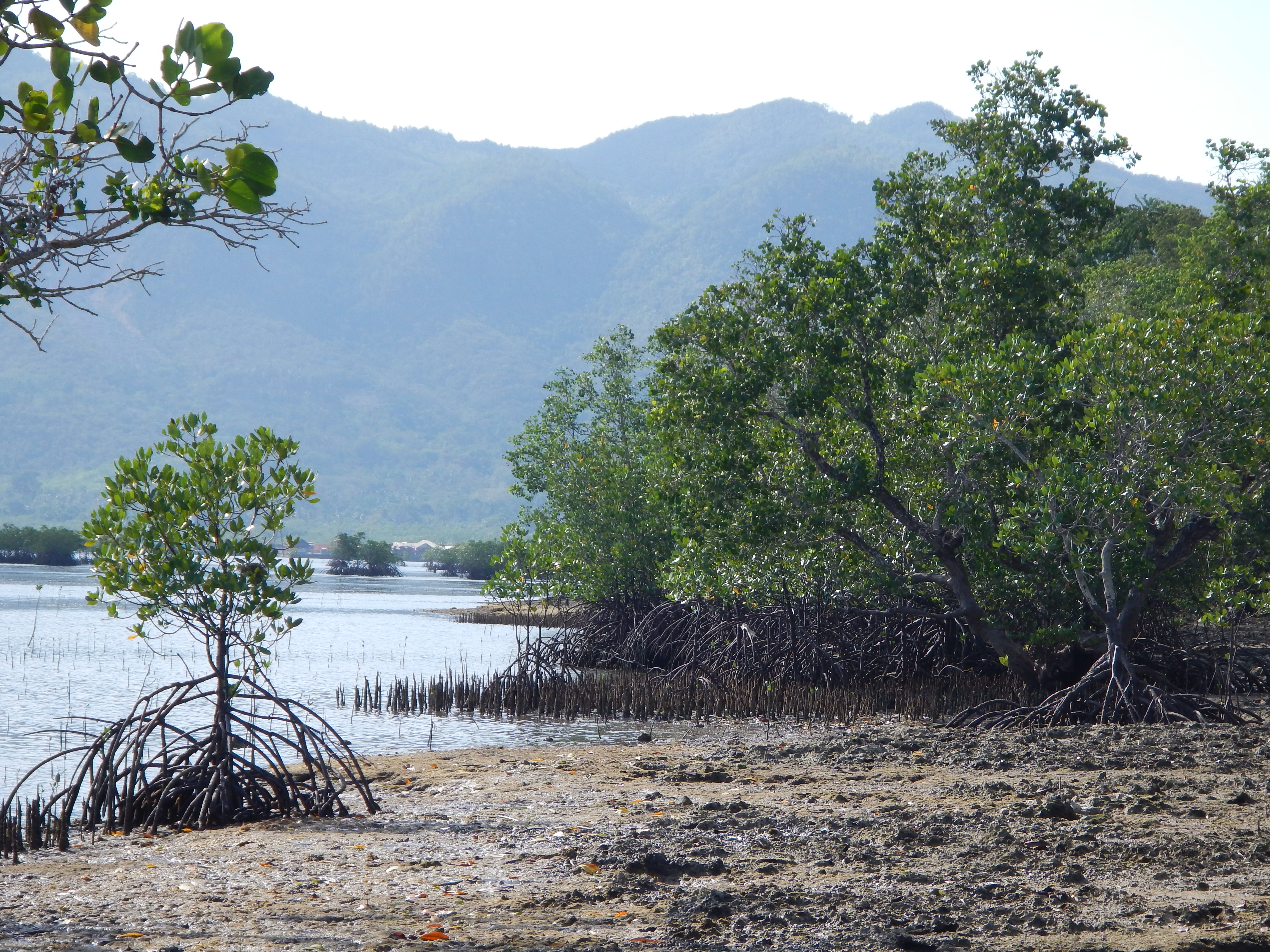 mangrove2.JPG
