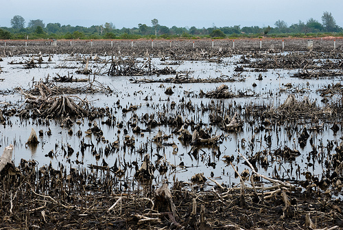 mangrove_destruction.jpg