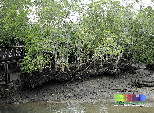 mangrovesungeibuloh.jpg