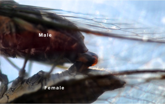 mating lateral view.jpg
