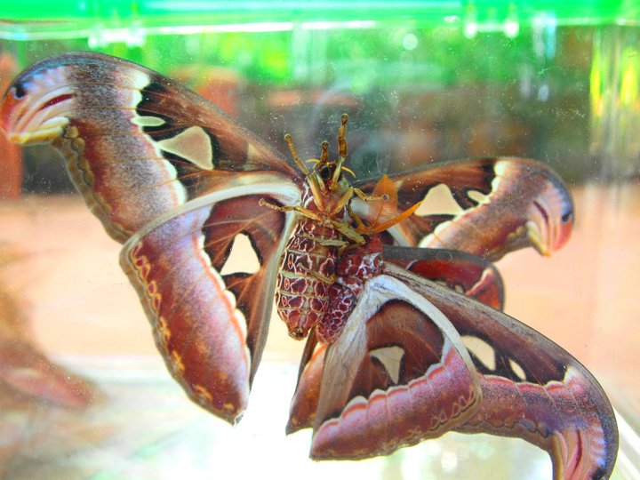 mating sex atlas moth.jpg