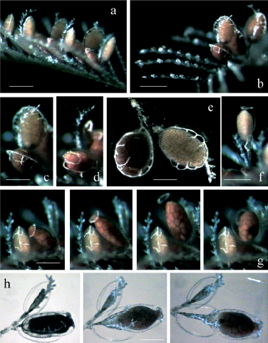 medusoid.png medusoid.png