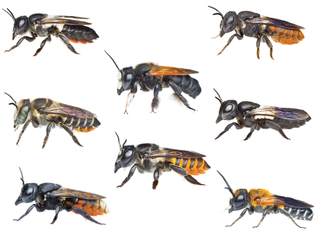 megachile bees.png