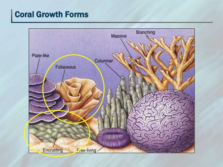 mele-coral-biology-31-728.jpg