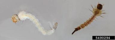 mosquitolarvae (Ary Farajollahi, Bugwood.org).jpg