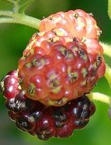 mulberry1.jpg