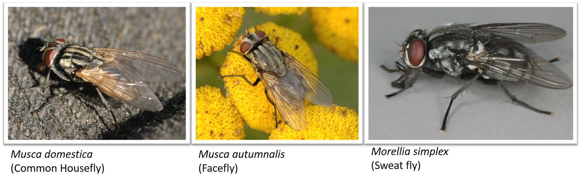 musca domestica comparison with other species..jpg