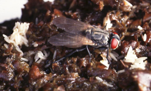 musca domestica egg and house_fly03.jpg