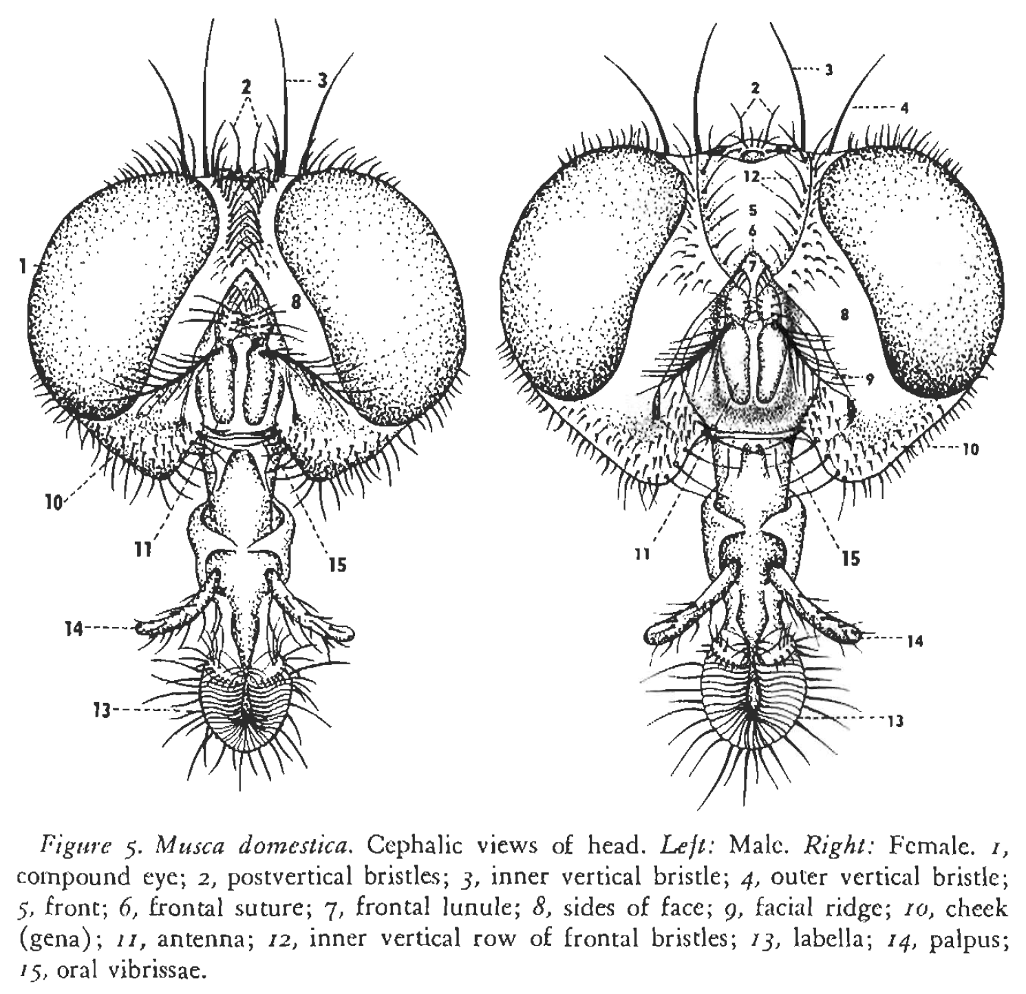 musca domestica sex difference Screenshot (35).png