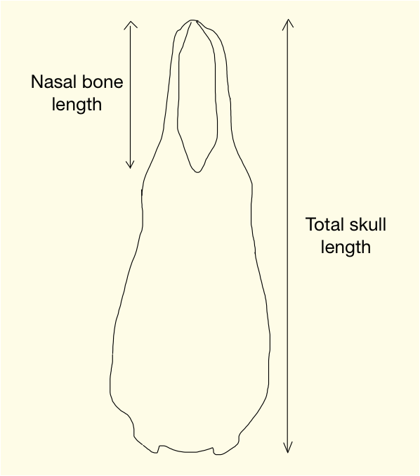 nasal bone to skull.png