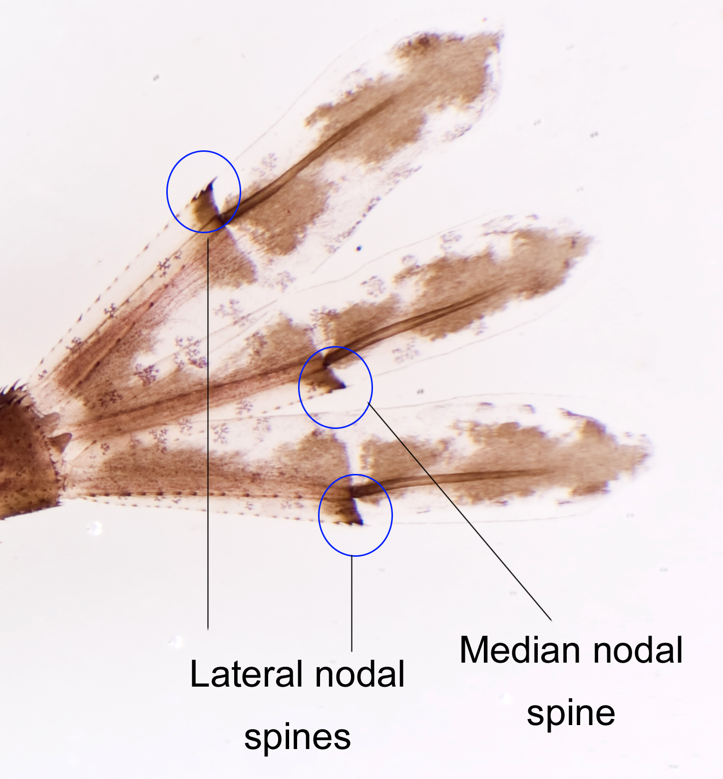nodal spines.jpg