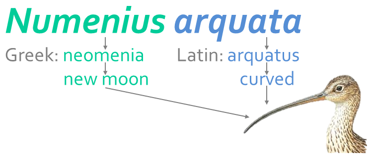 numenius tymology arquata.png