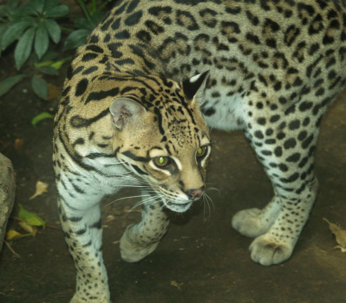 ocelot1.jpg