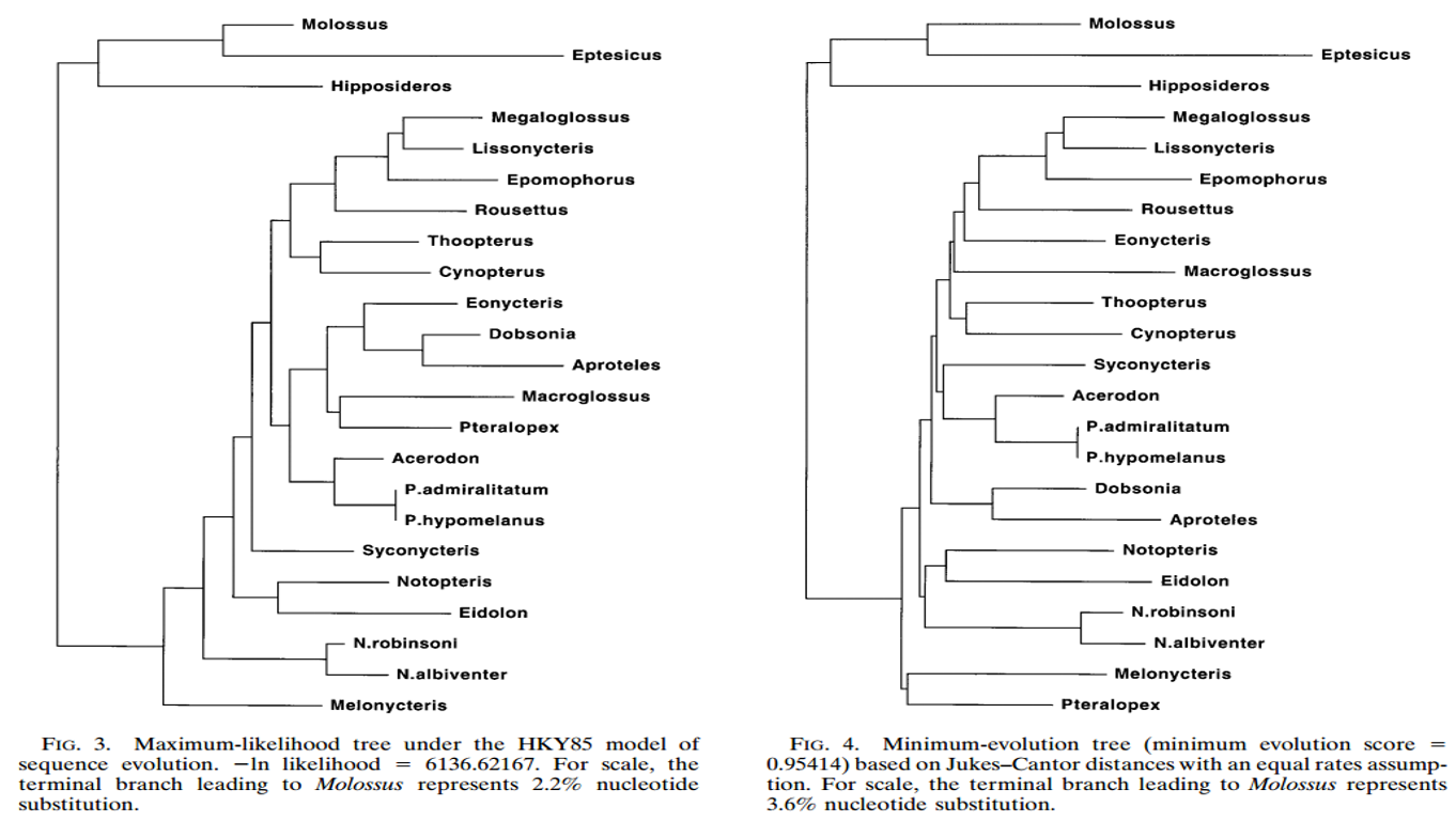 old world bat phylogenetic tre.png