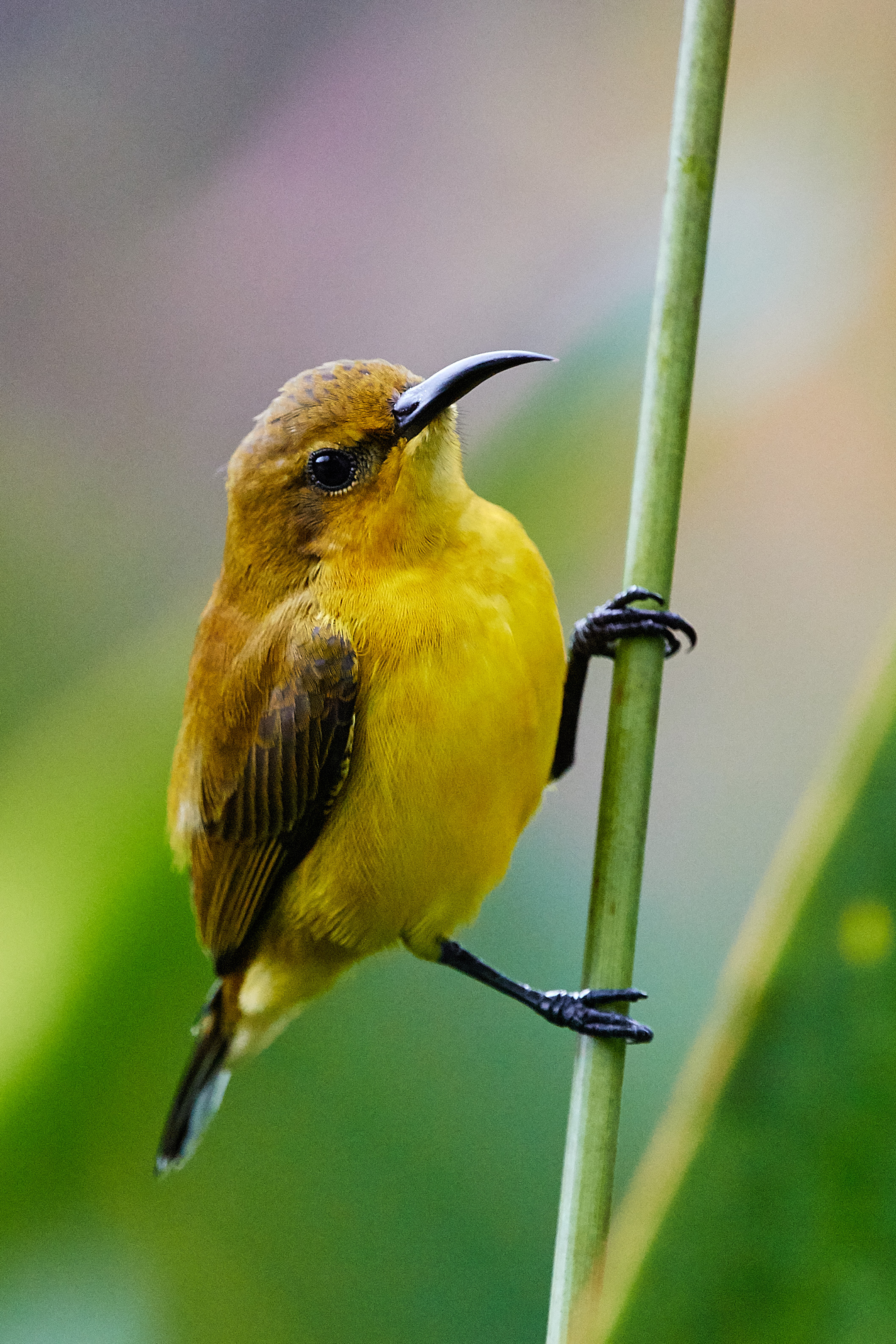 olive_backed_sunbird_female.jpg olive_backed_sunbird_female.jpg