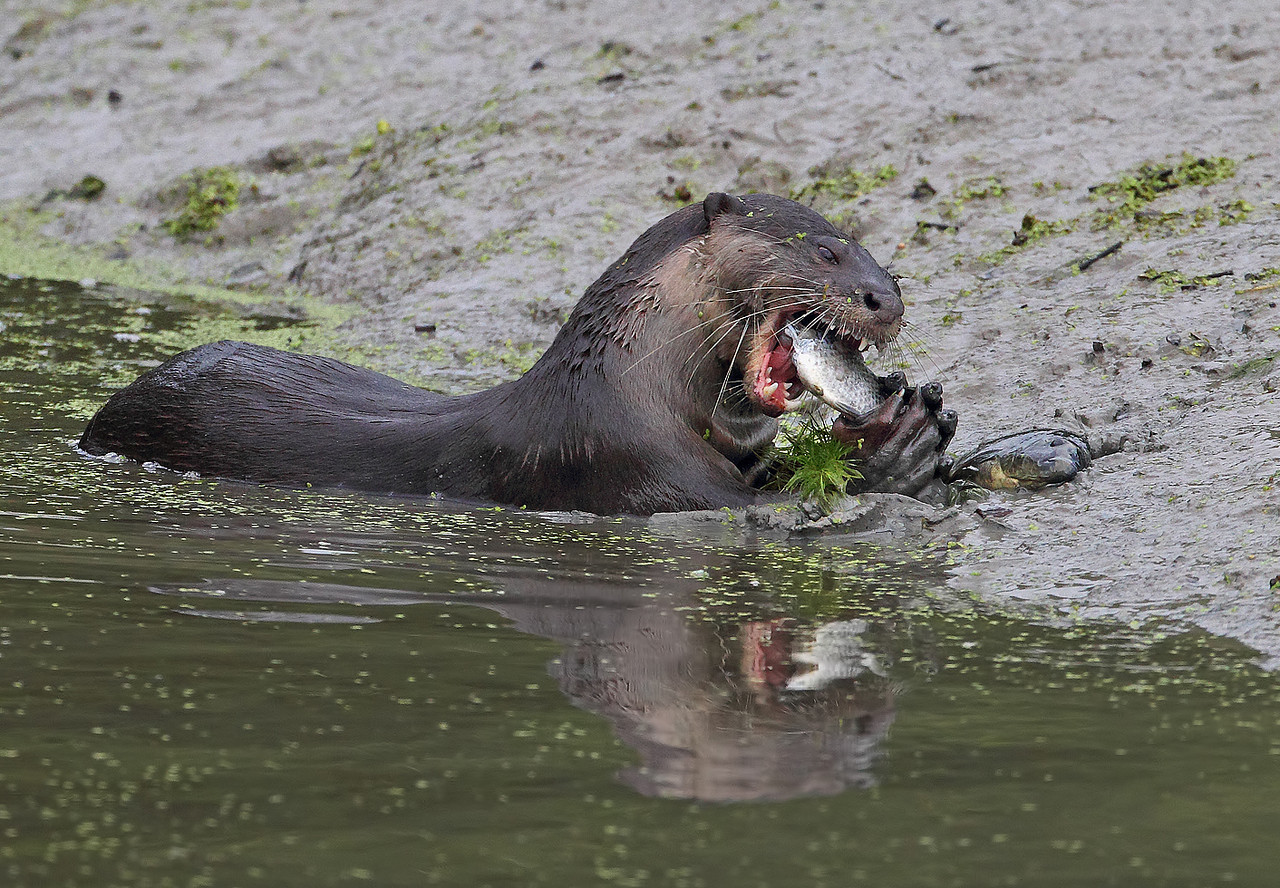 otter eating.jpg