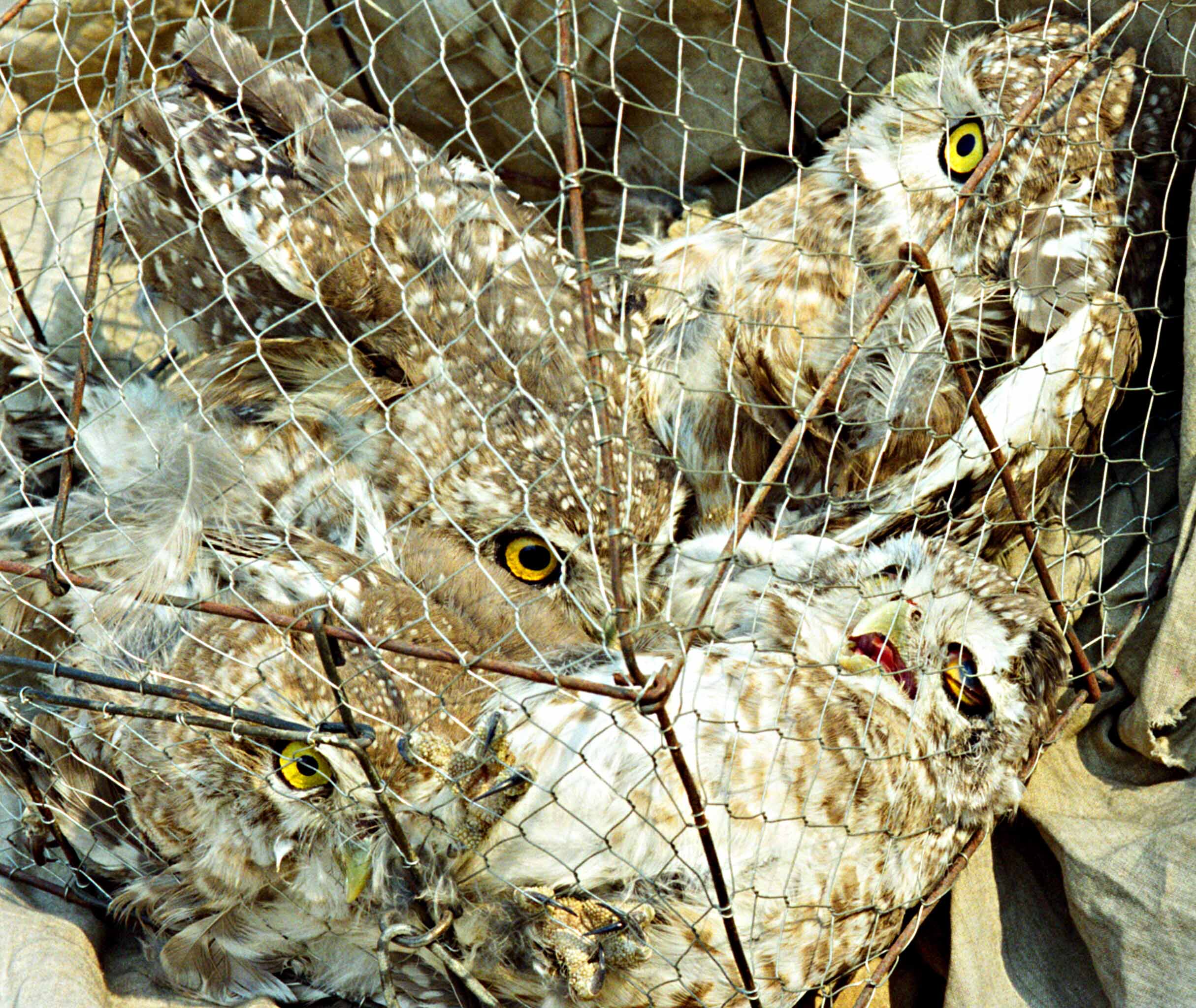 owl trade 03