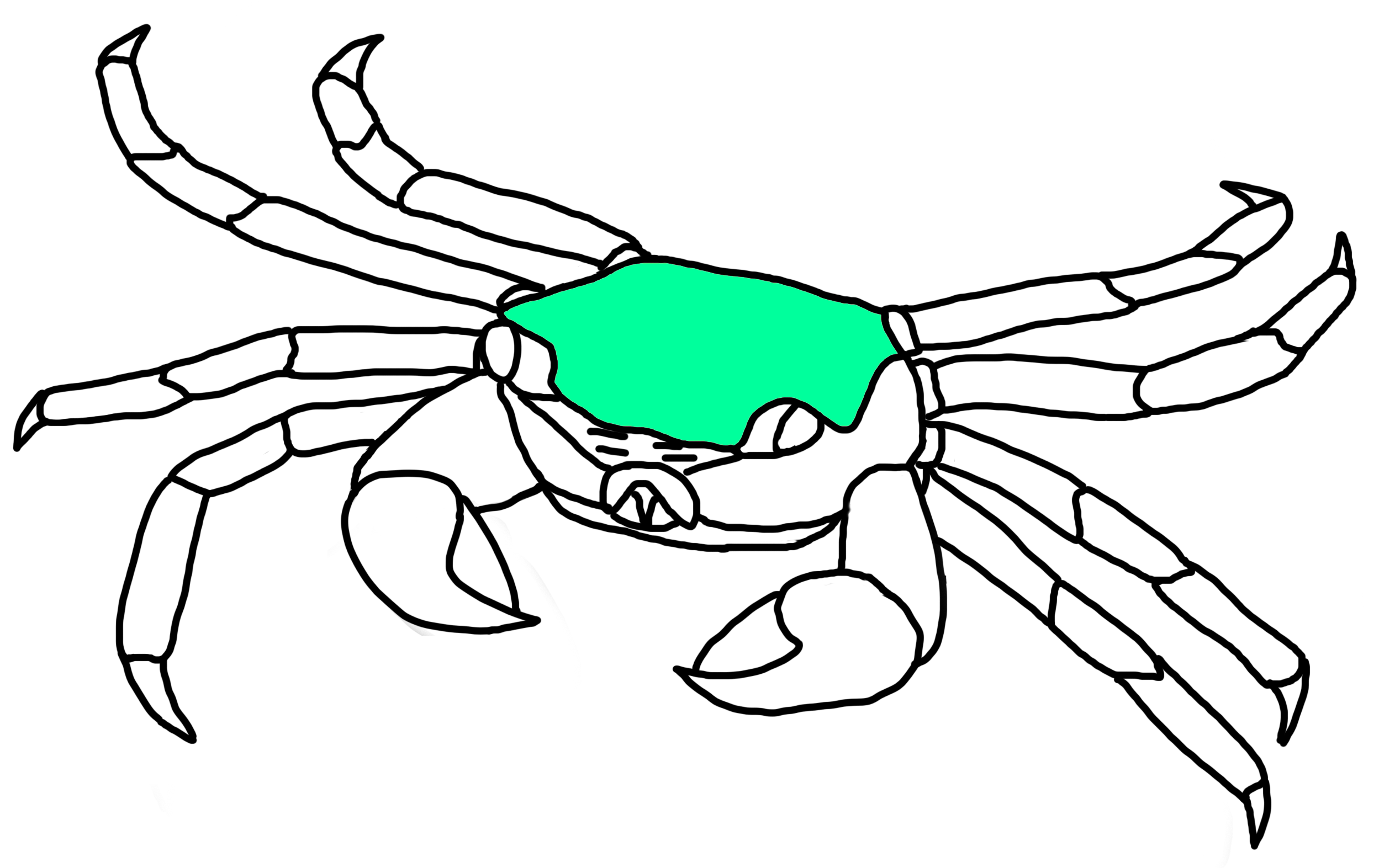 p eumolpe carapace.png