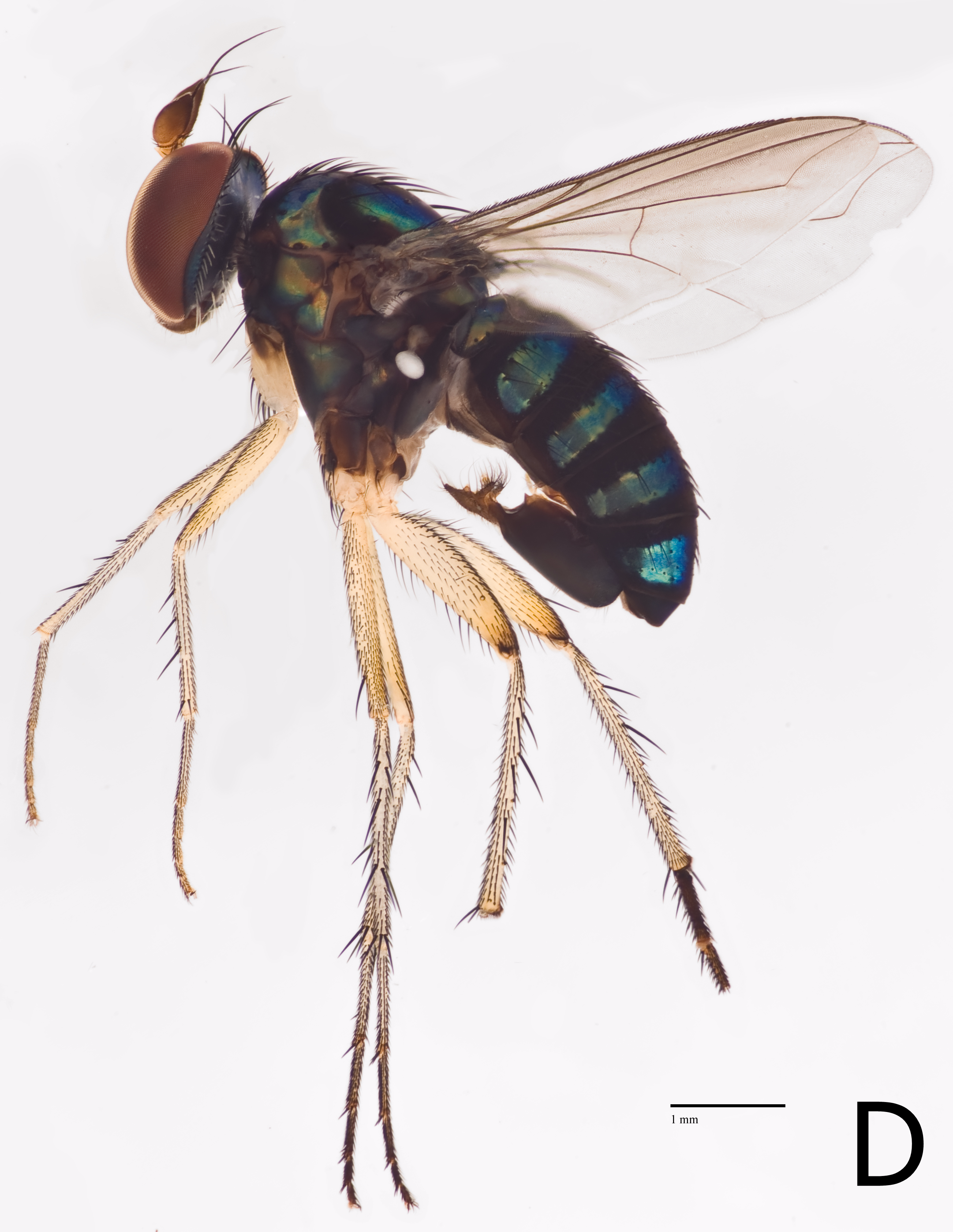 paracliusdigitatus(LCKNHM).png