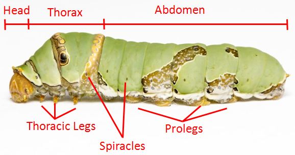 pdm caterpillar anatomy.JPG
