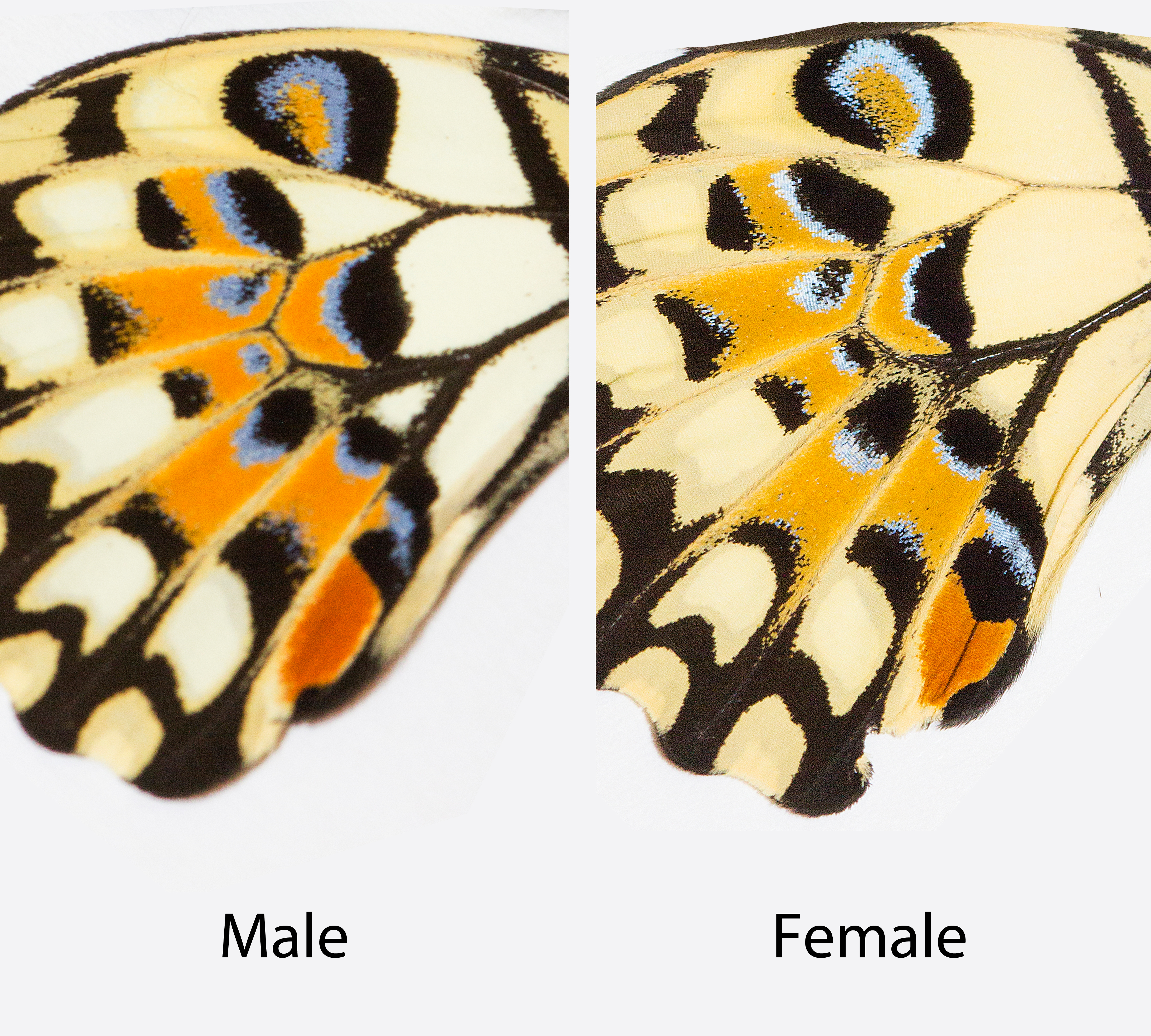 pdm_d_8male and female ventral hindwing.jpg