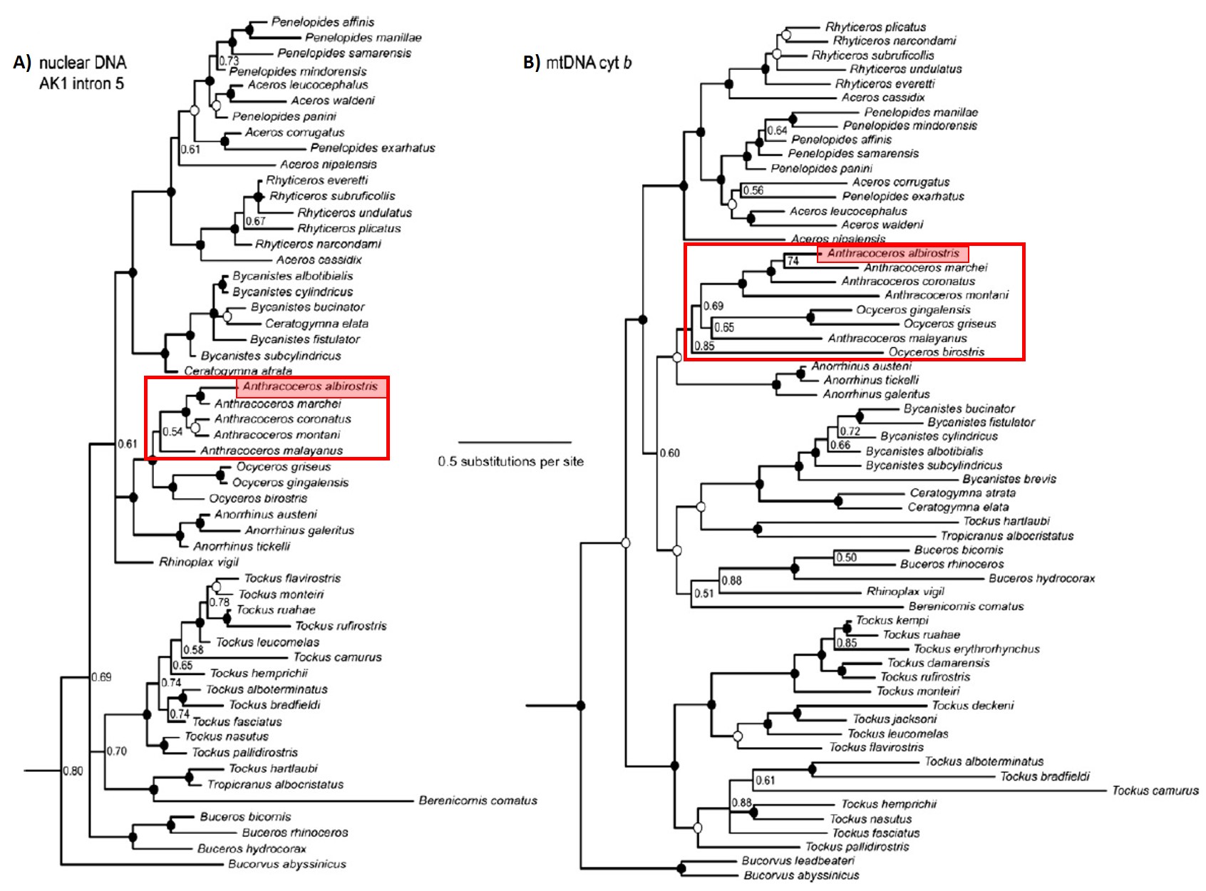 phylogenetic tree 1.jpg
