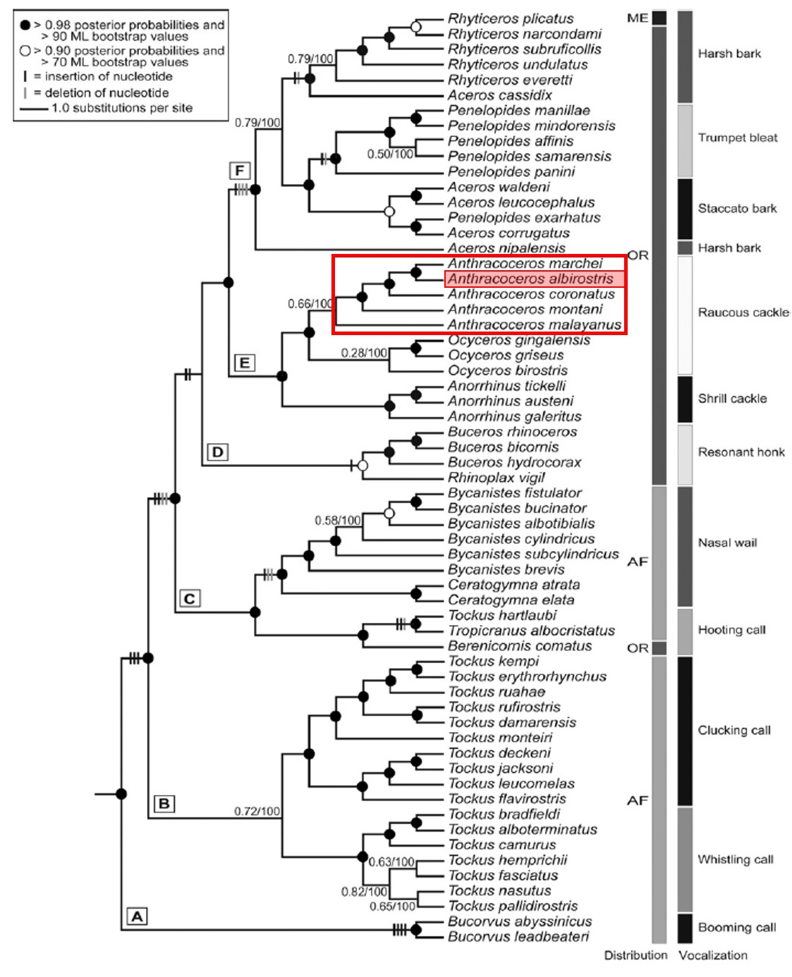 phylogenetic tree 2.jpg